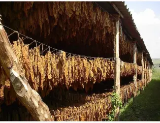 Зображення для оголошення Продам Махорку Самосад без пыли и мусора