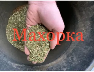 Зображення для оголошення Продам махорка самосад оптом по 599 грн! Табак крепкий