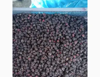 Продам ожину заморожену опт