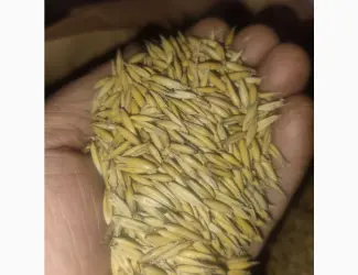 Продам овес віяний