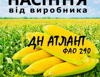 Насіння кукурудзи ДН Атлант ФАО 290 / від виробника Agro_Exprt