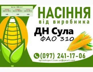 Насіння кукурудзи 2025 - гібрид ДН Сула (ФАО 310) від виробника
