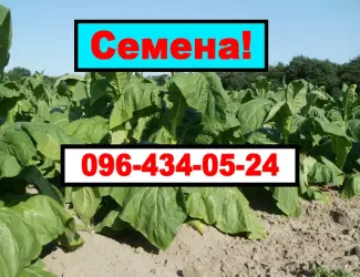 Продам своє насіння тютюну (Махорки)