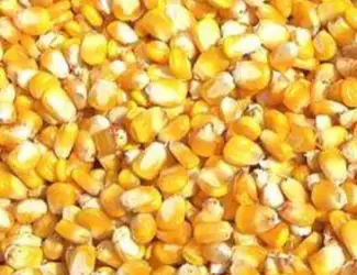 Зображення для оголошення Кукуруза Ячмень Пшениця