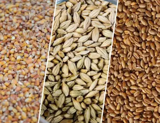 Зображення для оголошення Продам Зерно! Кукурудзи,пшениці,ячміня,просо,овес