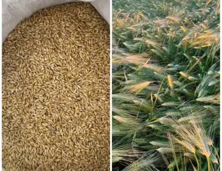 Ячмінь ярий, сорт Вакула перша репродукція.