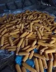 Продам кукурудзу в качанах