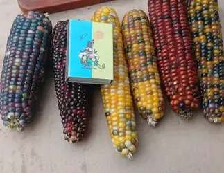 Кукурудза мармурова в качанах