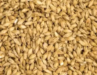 Продам пивоварний ячмінь