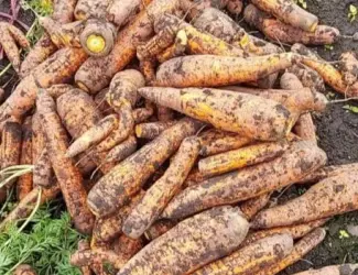Морква на переробку, буряк червоний домашній