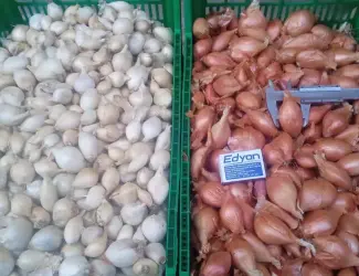 Продам цибуля кущівку