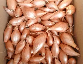 Цибуля кущівка, кущёвка, Лук кущевка,