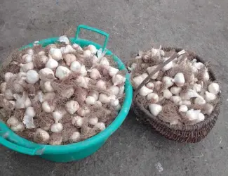Продам ярий (весняний) часник на посадку