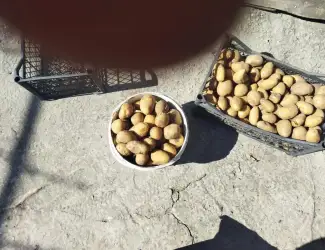 Продам недорого посадочну картошку