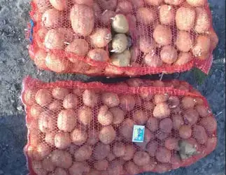Продам картошку Рівєра на посадку і їсти