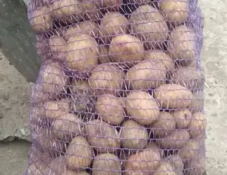 Продам посадкову картоплю Пікассо