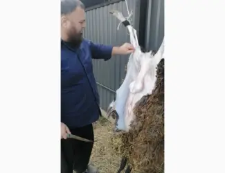 Зображення для оголошення Продам баранина