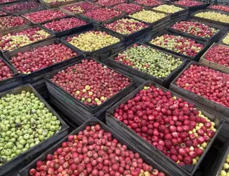 Зображення для оголошення Продам яблуко на переробку
