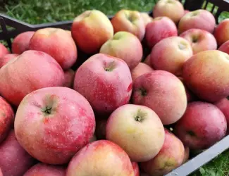 Зображення для оголошення Продам яблука сорту Айдаред на переробку
