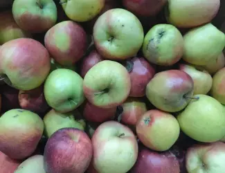 Зображення для оголошення Продам яблуко на переробку