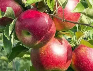 Зображення для оголошення Яблуко сорту Priam (Пріам) на переробку
