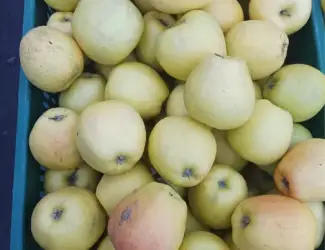 Зображення для оголошення Продам домашні яблука Голден на сік