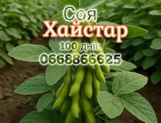 Зображення для оголошення Купити насіння сої під раундап