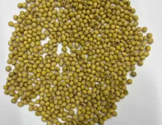 Зображення для оголошення Продам посівний матеріал сої, Насіння сої,