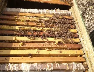 Зображення для оголошення Продам бджолопакети