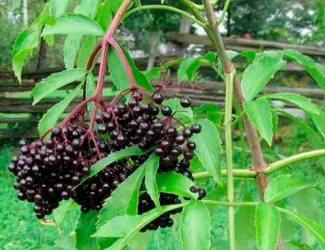 Зображення для оголошення Продам бузину