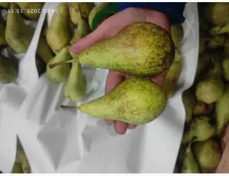 Зображення для оголошення Продам грушу Конференцию