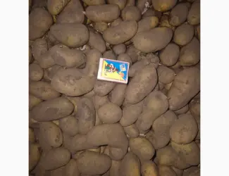 Продам посадочный материал