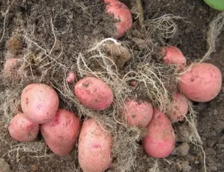 Зображення для оголошення Продам насіневу картоплю сорт Белла росса