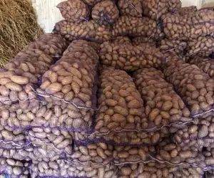 Зображення для оголошення Продам картоплю в розницу в наявності 500 т