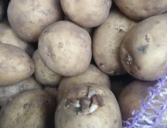 Продам посадкову картоплю Рівєра