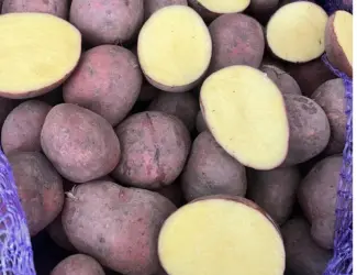 Продам сортову насіннєву картоплю