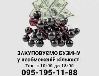 Зображення для оголошення Закуповуемо бузину у необмежений кількості