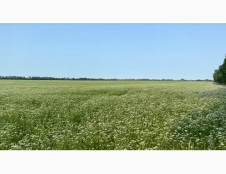 Терміново продам мед коріандру 2025 року