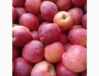Зображення для оголошення Продам яблука