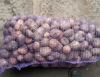 Зображення для оголошення Продам насіння картоплі Арізона і Пікассо