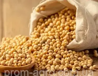 Зображення для оголошення Закуповуємо якісну сою (Non-GMO). Висока ціна за протеїн