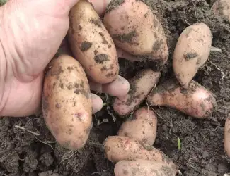Насінна картопля. Насіннева картопля.