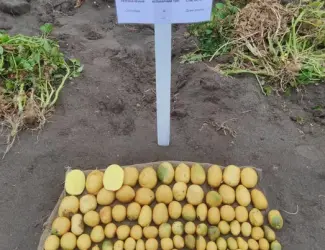 Насіннєву картоплю ревєра 1 репродукція