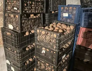 Продам ВЕЛИКУ Й НАСІННЄВУ картоплю сортів Санте