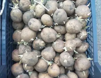 Картопля насіння Санте