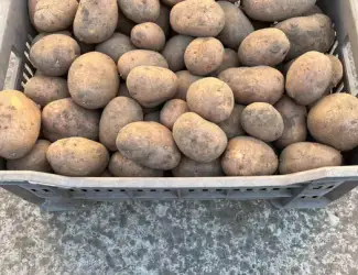 Зображення для оголошення Картопля домашня Беллароза