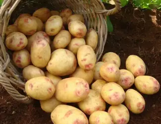 Картопля Пікассо