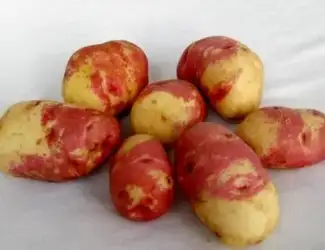 Картопля Пікассо