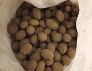 Насінна картопля мелоді