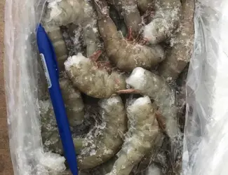 Тигрова Креветка морожена